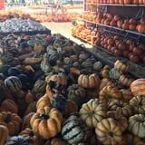 The Pumpkin Peddler photo