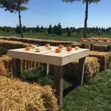 The Pumpkin Peddler photo