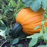 The Pumpkin Peddler photo
