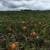 The Pumpkin Peddler photo