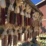 The Pumpkin Peddler photo
