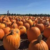 The Pumpkin Peddler photo