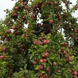 Hicks Orchard photo