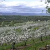 Hicks Orchard photo