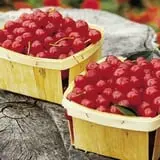 Hicks Orchard photo
