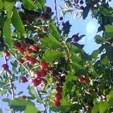 Hicks Orchard photo
