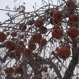 Hicks Orchard photo