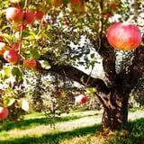 Hicks Orchard photo