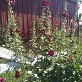Hicks Orchard photo