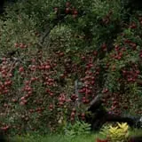 Hicks Orchard photo