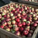 Hicks Orchard photo