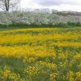 Hicks Orchard photo