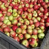 Hicks Orchard photo