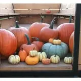 Judd Pumpkin Patch photo