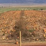 Judd Pumpkin Patch photo