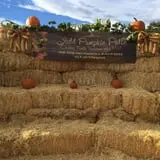 Judd Pumpkin Patch photo