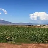 Judd Pumpkin Patch photo