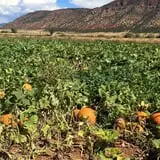 Judd Pumpkin Patch photo