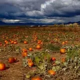 Judd Pumpkin Patch photo
