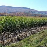 Hull-O Farms photo