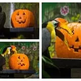 Boo at the Zoo photo