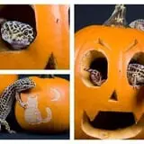 Boo at the Zoo photo