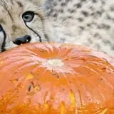 Boo at the Zoo photo