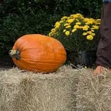 Boo at the Zoo photo