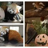 Boo at the Zoo photo