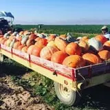 Fiddlesticks Farms photo