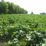 The Sunny Acres Farm photo
