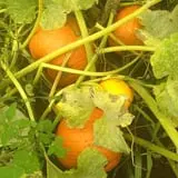 The Sunny Acres Farm photo