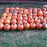 The Sunny Acres Farm photo