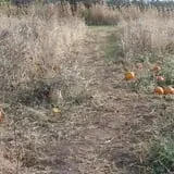 The Sunny Acres Farm photo