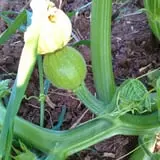The Sunny Acres Farm photo