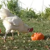 The Sunny Acres Farm photo