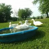 The Sunny Acres Farm photo