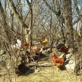 The Sunny Acres Farm photo