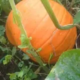 The Sunny Acres Farm photo