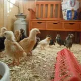 The Sunny Acres Farm photo