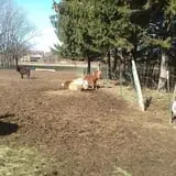 The Sunny Acres Farm photo