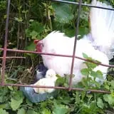 The Sunny Acres Farm photo