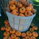 The Sunny Acres Farm photo