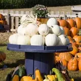 The Scarecrow Patch photo