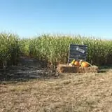 The Scarecrow Patch photo