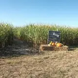 The Scarecrow Patch photo
