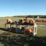 The Scarecrow Patch photo