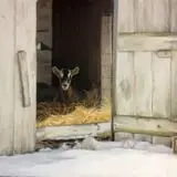 Muscoot Farm photo