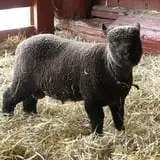 Muscoot Farm photo