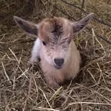 Muscoot Farm photo